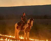 draft-gypsy-vanner-horse