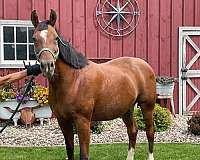 15-hand-quarter-horse