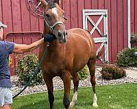 15-hand-gelding