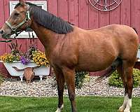 quarter-horse-gelding