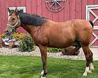 quarter-horse-for-sale