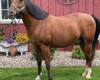 15-hand-quarter-horse-gelding