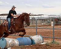 alert-mustang-horse