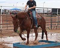 barrel-horses-mustang