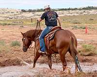 barrel-prospect-mustang-horse