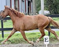 classes-mustang-horse