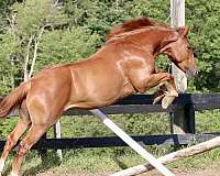 desert-mustang-horse