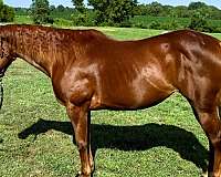 family-quarter-horse