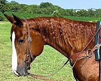 athletic-quarter-horse