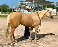 palomino-see-pics-horse