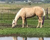 trail-quarter-horse