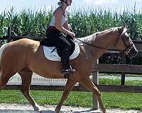 palomino-see-pics-horse