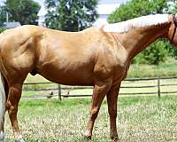 trail-quarter-horse