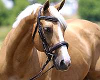 beginner-quarter-horse