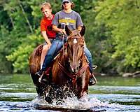 gentle-percheron-pony