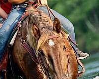 dappled-percheron-pony