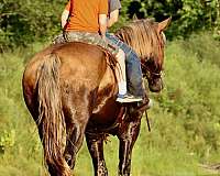 ponymanship-percheron-pony