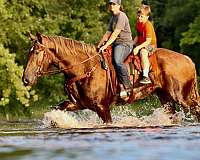 lesson-percheron-pony