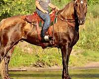 ranch-percheron-pony