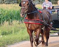 ranch-versatility-percheron-pony