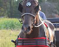 ranch-work-percheron-pony