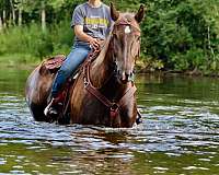 ridden-western-percheron-pony