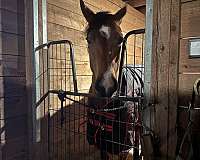 quarter-horse-for-sale