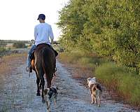 husband-safe-quarter-pony