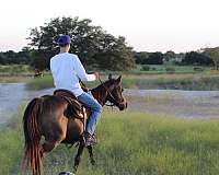 all-around-quarter-pony