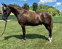 family-rocky-mountain-horse