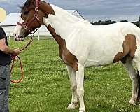 belgian-belgian-paint-horse