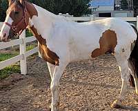 gelding-belgian-paint-horse