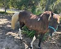 white-tail-main-horse