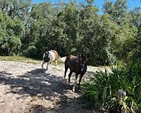 brown-white-tail-main-horse