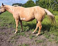 driving-palomino-quarter-horse