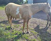 dunskin-palomino-quarter-horse-colt