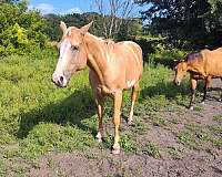 dunskin-palomino-quarter-horse-filly