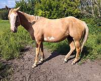 dunskin-palomino-quarter-horse-mare