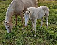 dunskin-palomino-quarter-horse-broodmare