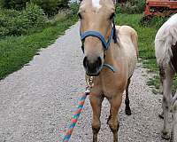 dunskin-palomino-quarter-horse-foal