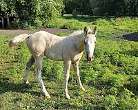 overo-palomino-quarter-horse-colt