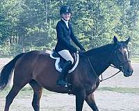 equitation-thoroughbred-pony