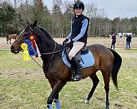 usef-thoroughbred-pony