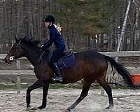 jumping-thoroughbred-pony