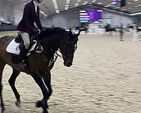 hunter-jumper-thoroughbred-pony