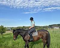 usef-thoroughbred-pony