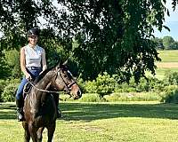 beginner-thoroughbred-pony