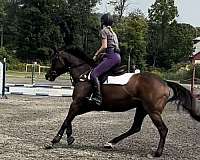 jumping-thoroughbred-pony