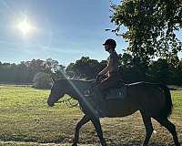 brave-thoroughbred-pony