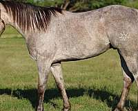 quarter-horse-gelding